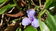 Coleotrype natalensis