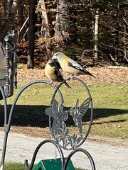 Coccothraustes