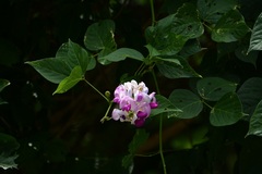 Ramirezella penduliflora