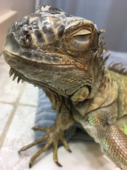 Iguana