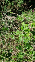 Hibiscus pedunculatus
