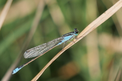 Ischnura fluviatilis