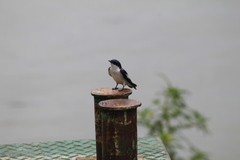 Tachycineta albiventer