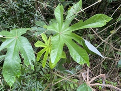 Cecropia pachystachya