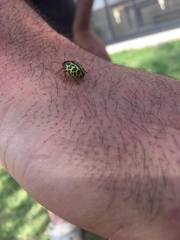 Calligrapha polyspila