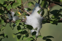 Cephisus siccifolius