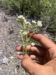 Pseudognaphalium californicum