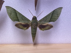 Xylophanes tyndarus