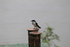 Tachycineta albiventer