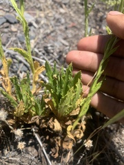 Pseudognaphalium californicum