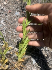 Pseudognaphalium californicum