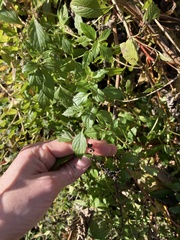 Mentha canadensis