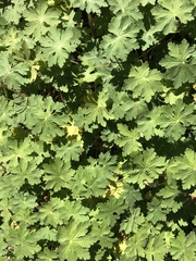 Macleaya cordata