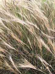 Festuca myuros
