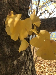 Ginkgo