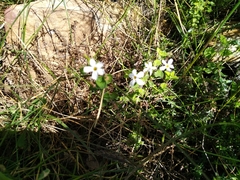 Chaenostoma hispidum