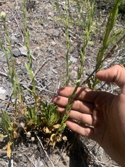 Pseudognaphalium californicum