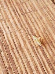 Oecanthus varicornis