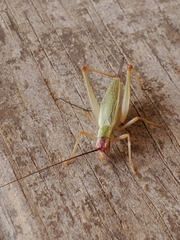 Oecanthus varicornis