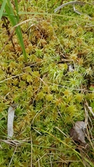 Sphagnum