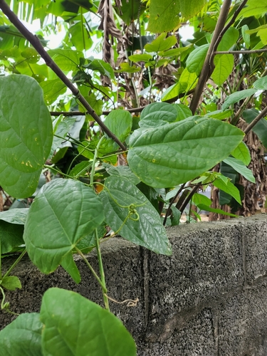 Passiflora eberhardtii