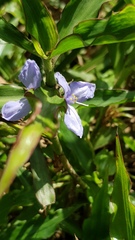 Coleotrype natalensis