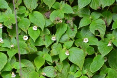 Achimenes misera