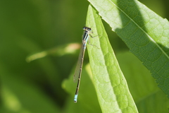 Ischnura fluviatilis