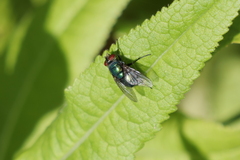 Lucilia eximia