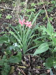 Freesia laxa