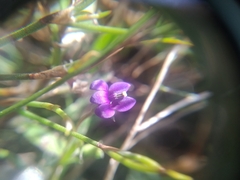 Monopsis debilis