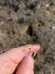 Lessingia micradenia