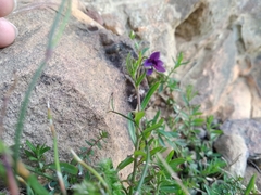 Monopsis debilis