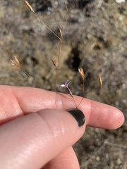 Lessingia micradenia