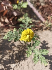 Solanum rostratum