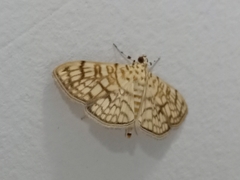 Haritalodes derogata