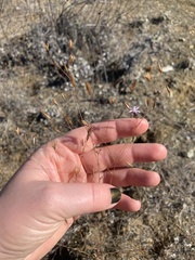 Lessingia micradenia