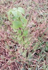 Ocimum tenuiflorum