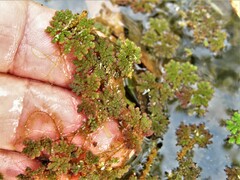 Azolla caroliniana