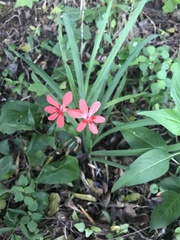 Freesia laxa