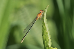 Ischnura fluviatilis