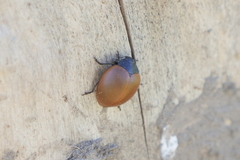 Aegithus clavicornis