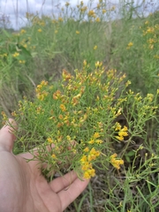 Euthamia gymnospermoides