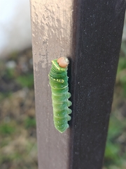 Papilio multicaudata multicaudata
