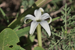 Jaborosa integrifolia
