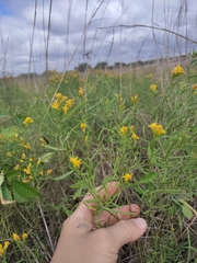 Euthamia gymnospermoides