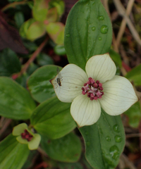 Cornus unalaschkensis, photograph Connie Taylor, CC BY, iNaturalist via GBIF
