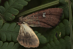 Mniotype schumacheri