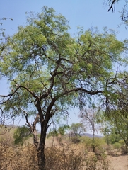 Prosopis alba
