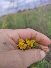Euthamia gymnospermoides